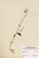 藏品(鋪地木藍)的圖片